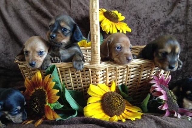 Dachshund Puppies breeder image 5