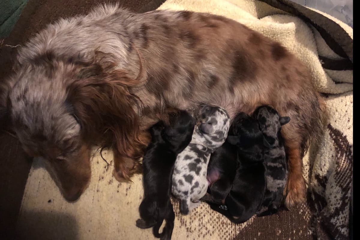 Dachshund Puppies breeder image 4