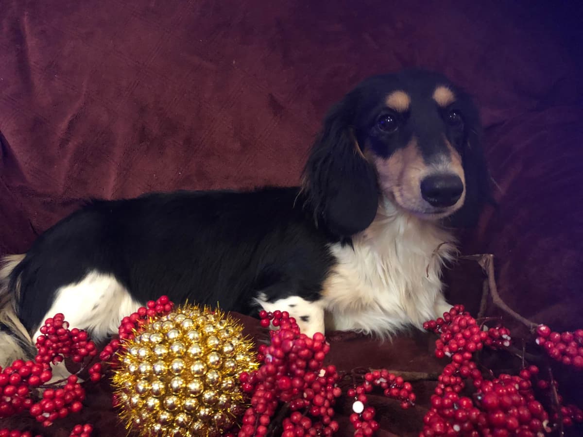 Dachshund Puppies breeder image 25