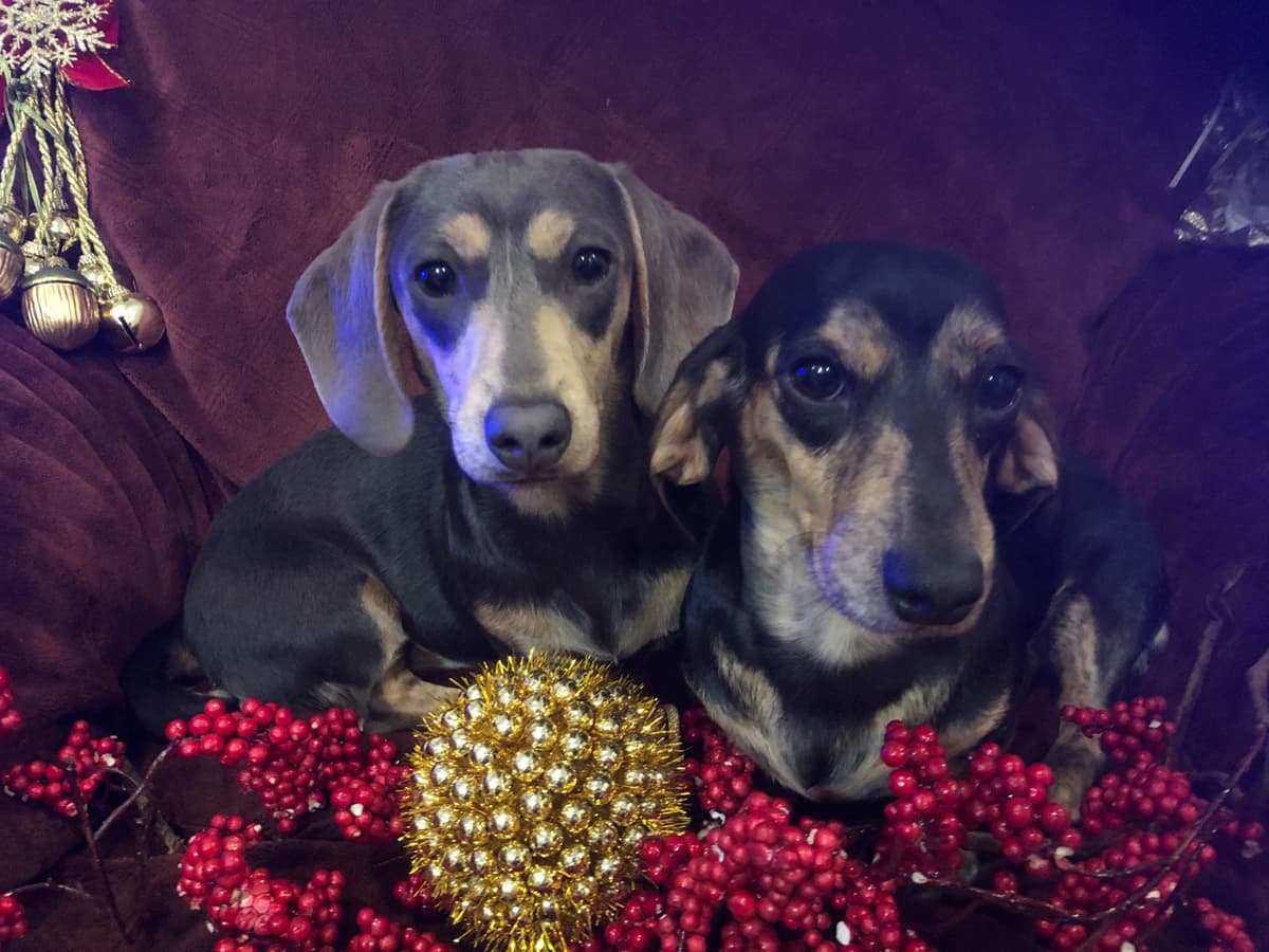 Dachshund Puppies breeder image 26