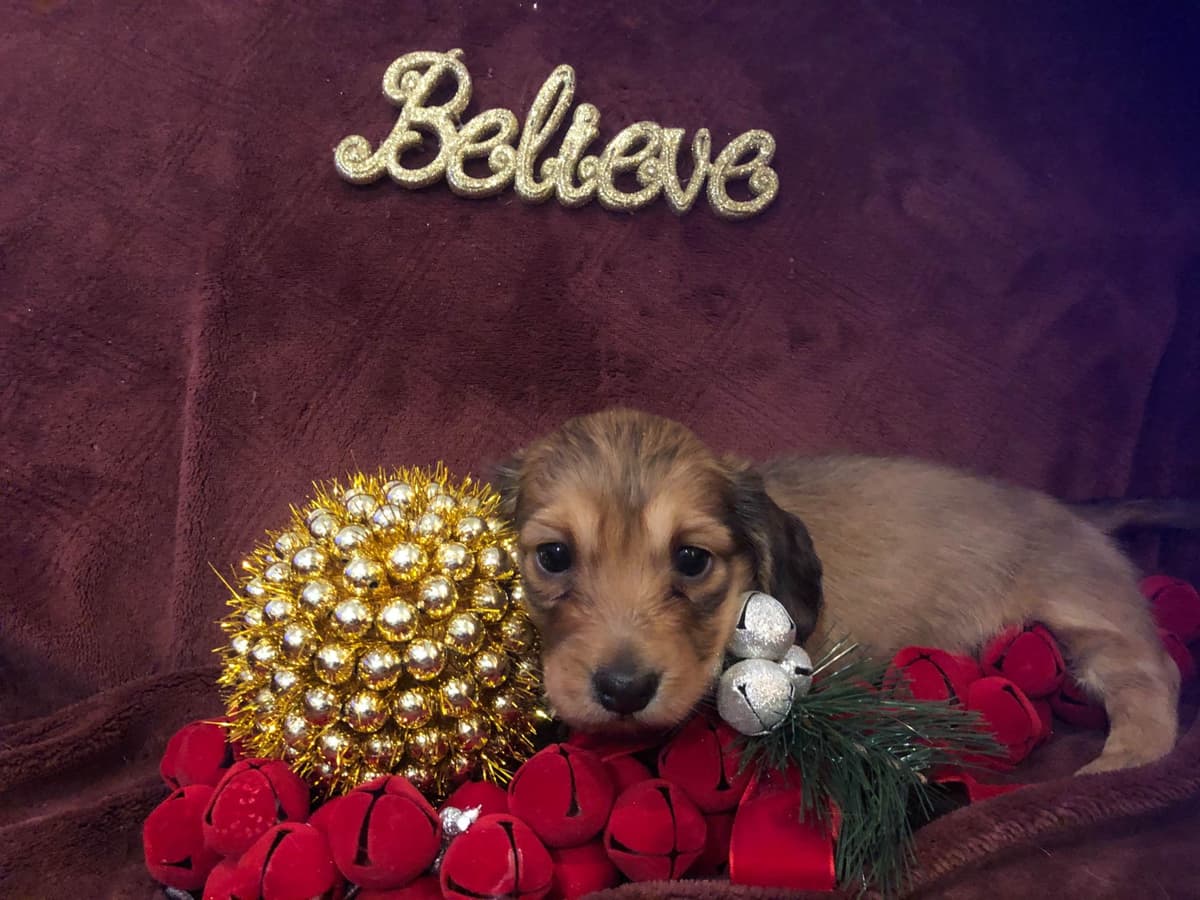 Dachshund Puppies breeder image 27