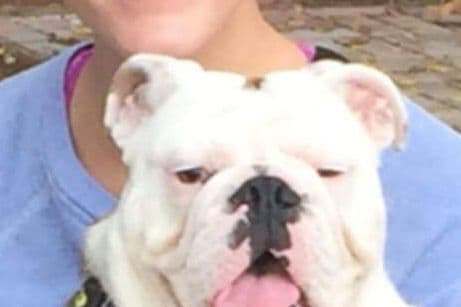Bulldog Puppies breeder image 3