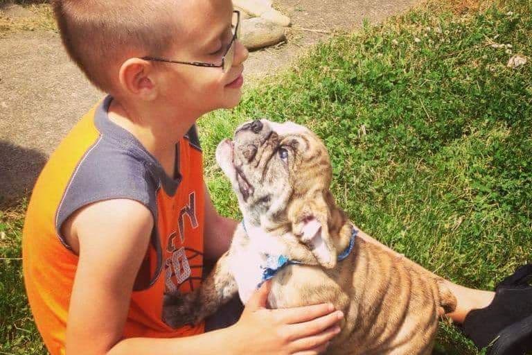Bulldog Puppies breeder image 5