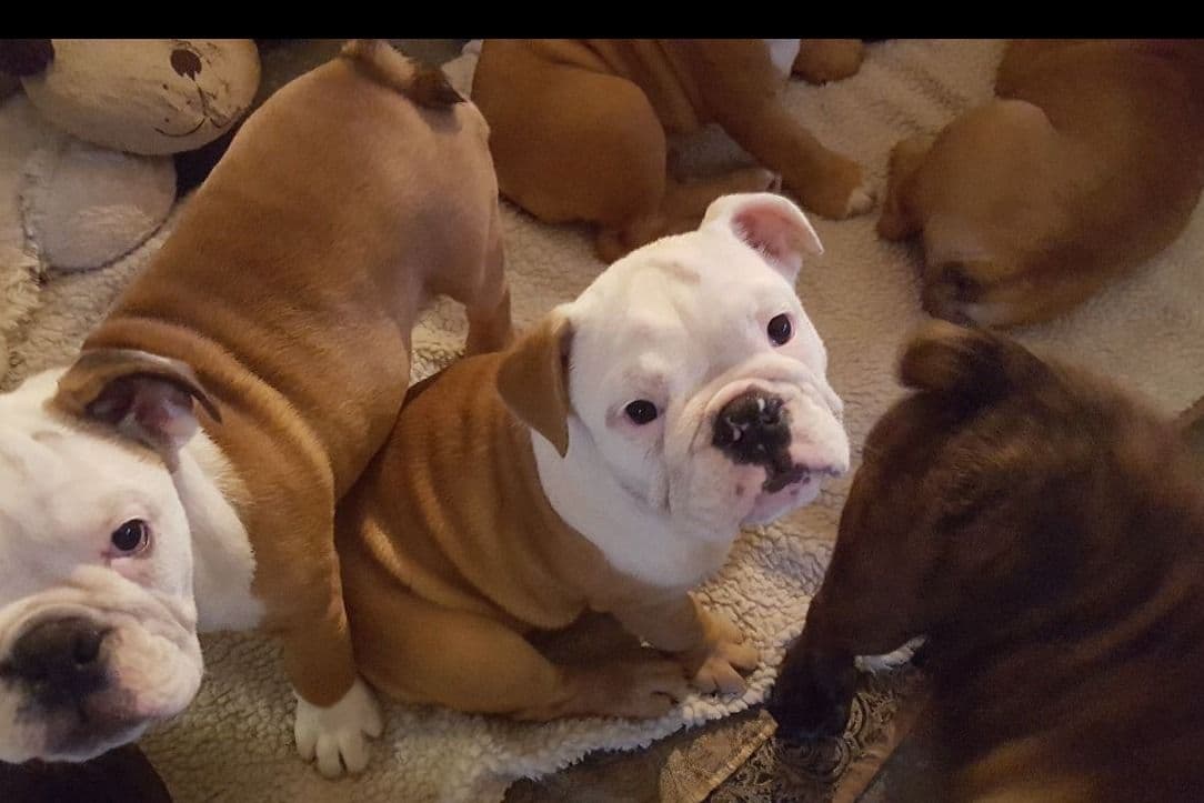 Bulldog Puppies breeder image 1