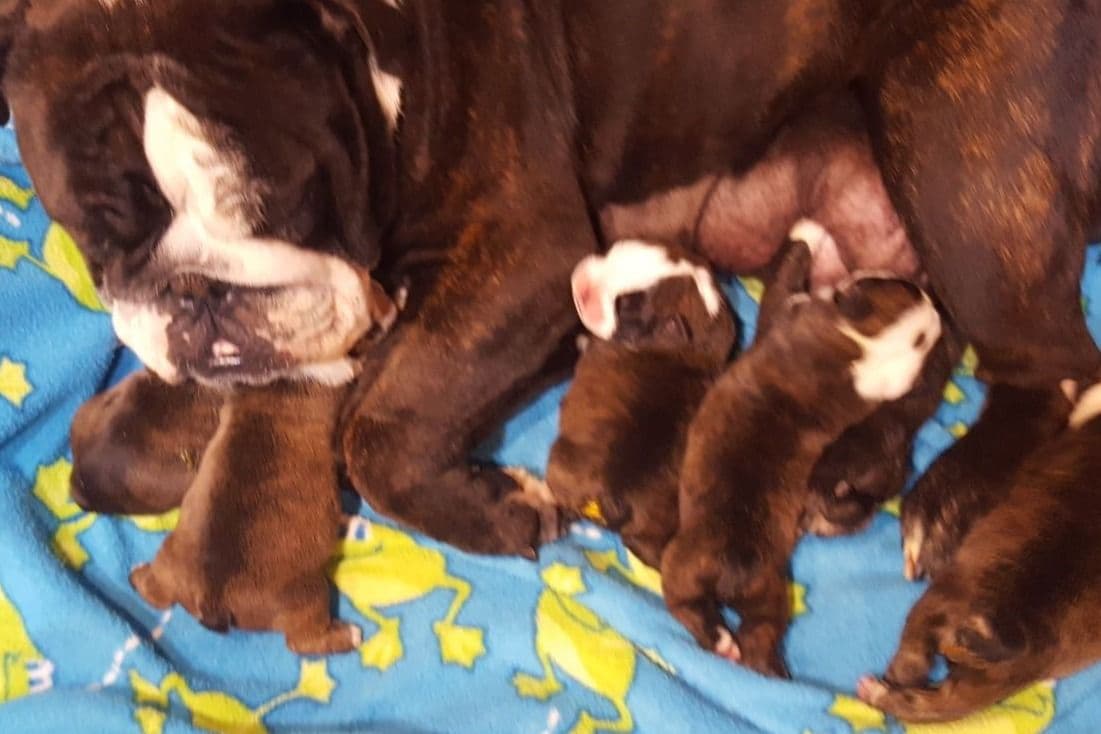 Bulldog Puppies breeder image 7