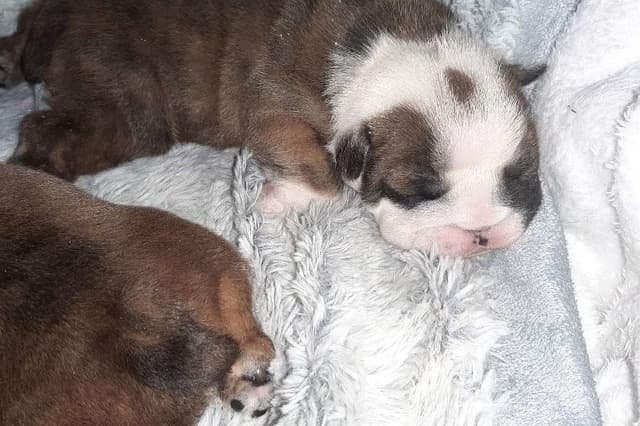 Bulldog Puppies media 2