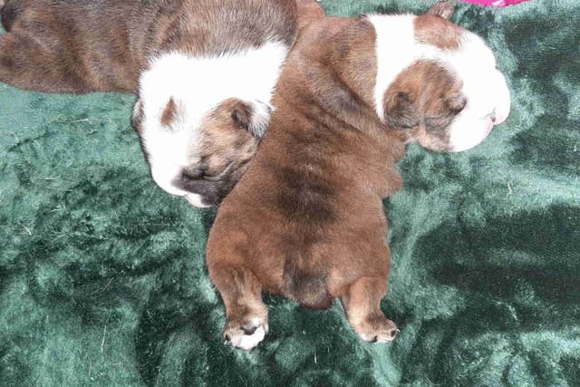 Bulldog Puppies media 3