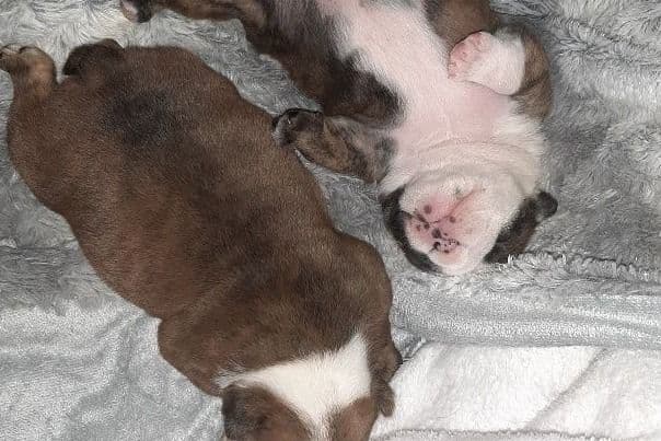 Bulldog Puppies media 5