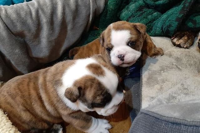 Bulldog Puppies media 6