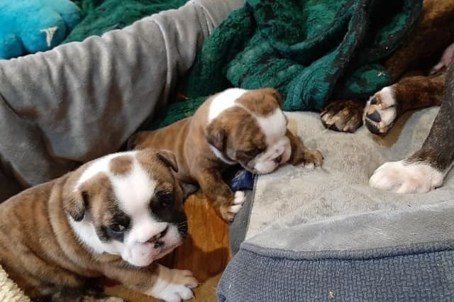 Bulldog Puppies media 7