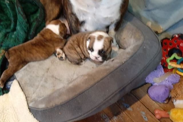 Bulldog Puppies media 9