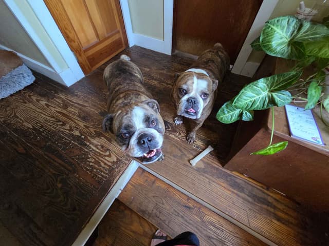 Bulldog Puppies media 10