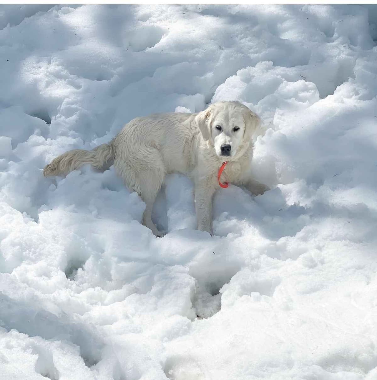 Golden Retriever Puppies breeder image 2