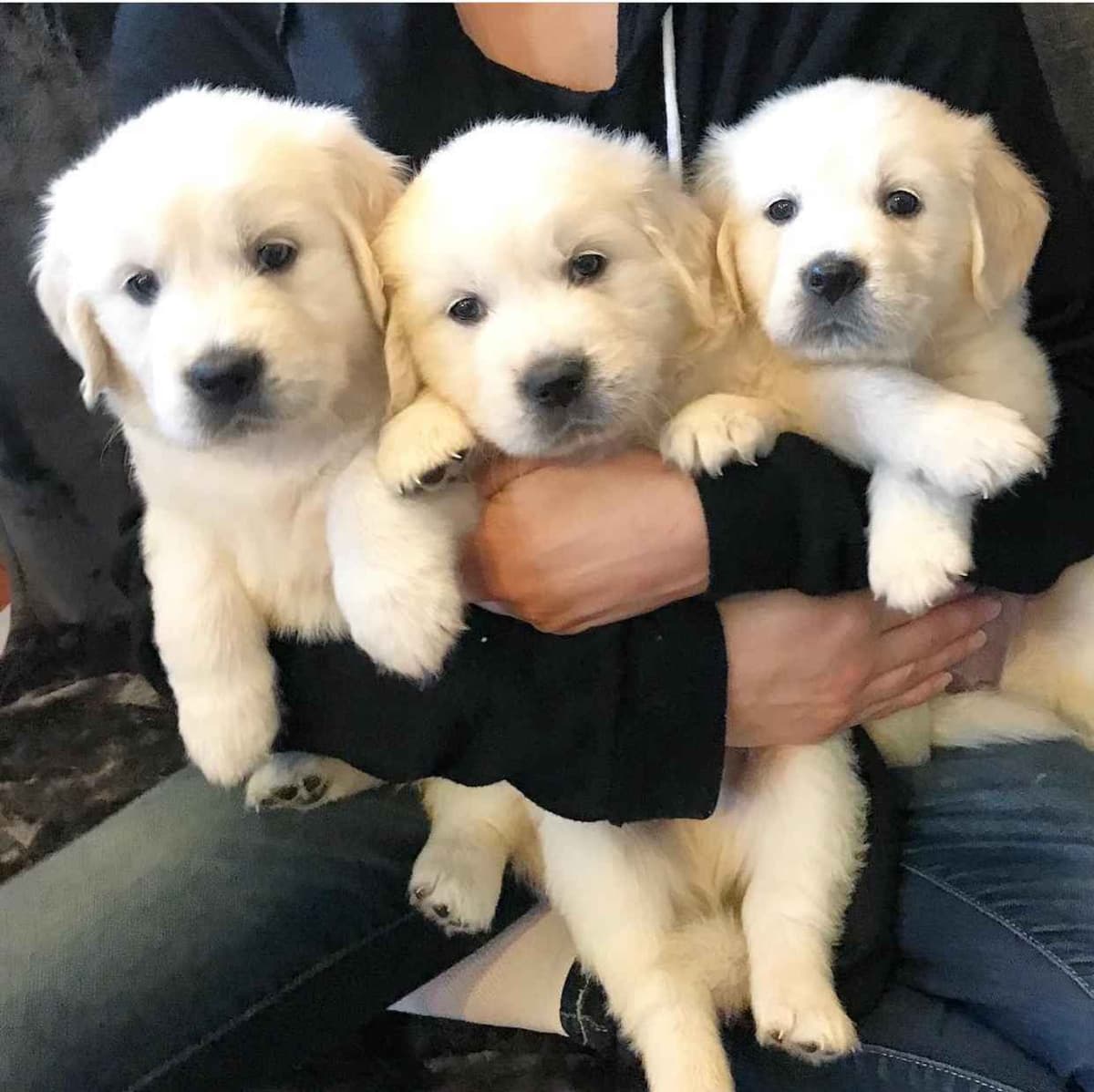 Golden Retriever Puppies breeder image 3