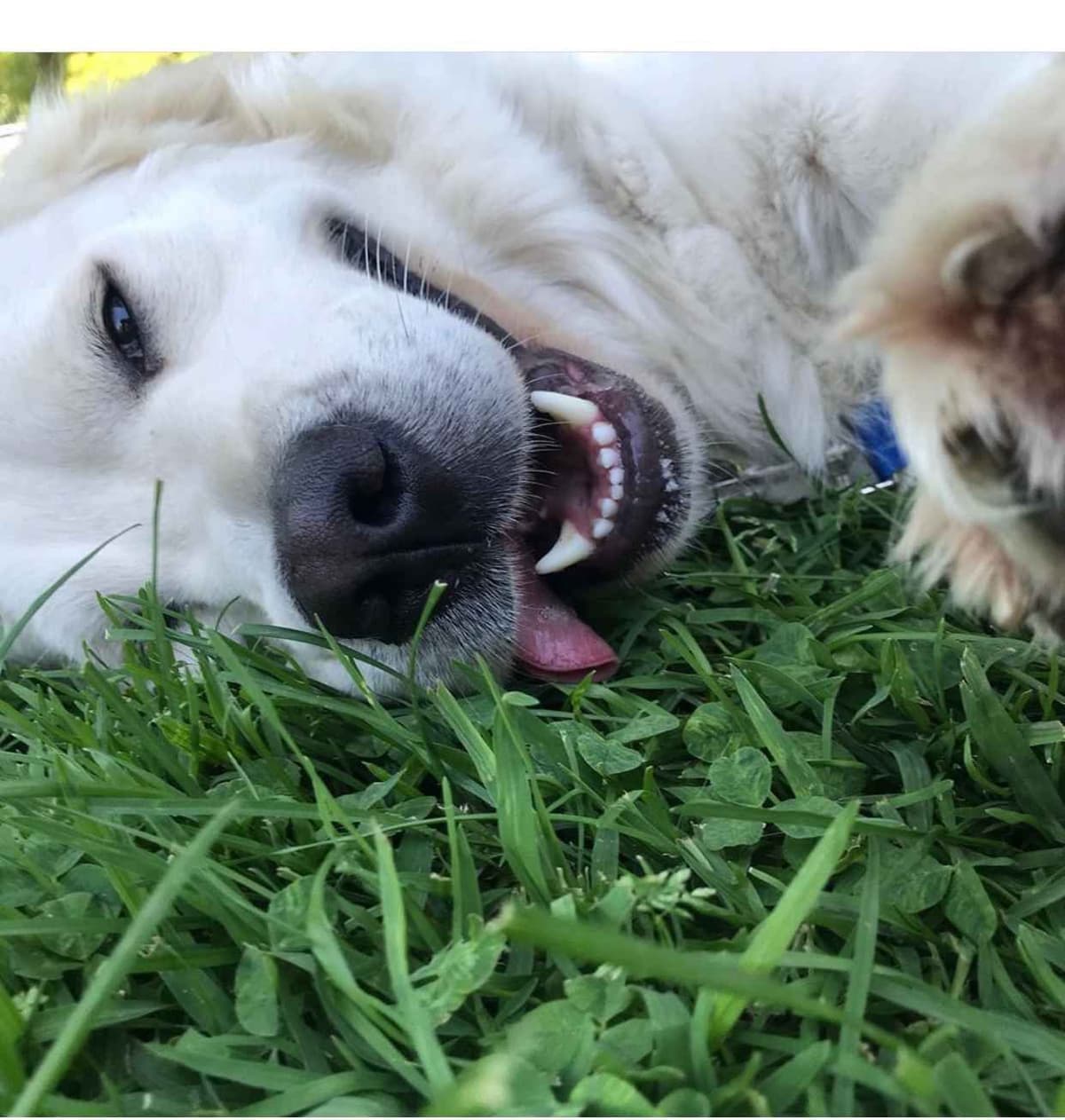 Golden Retriever Puppies breeder image 4