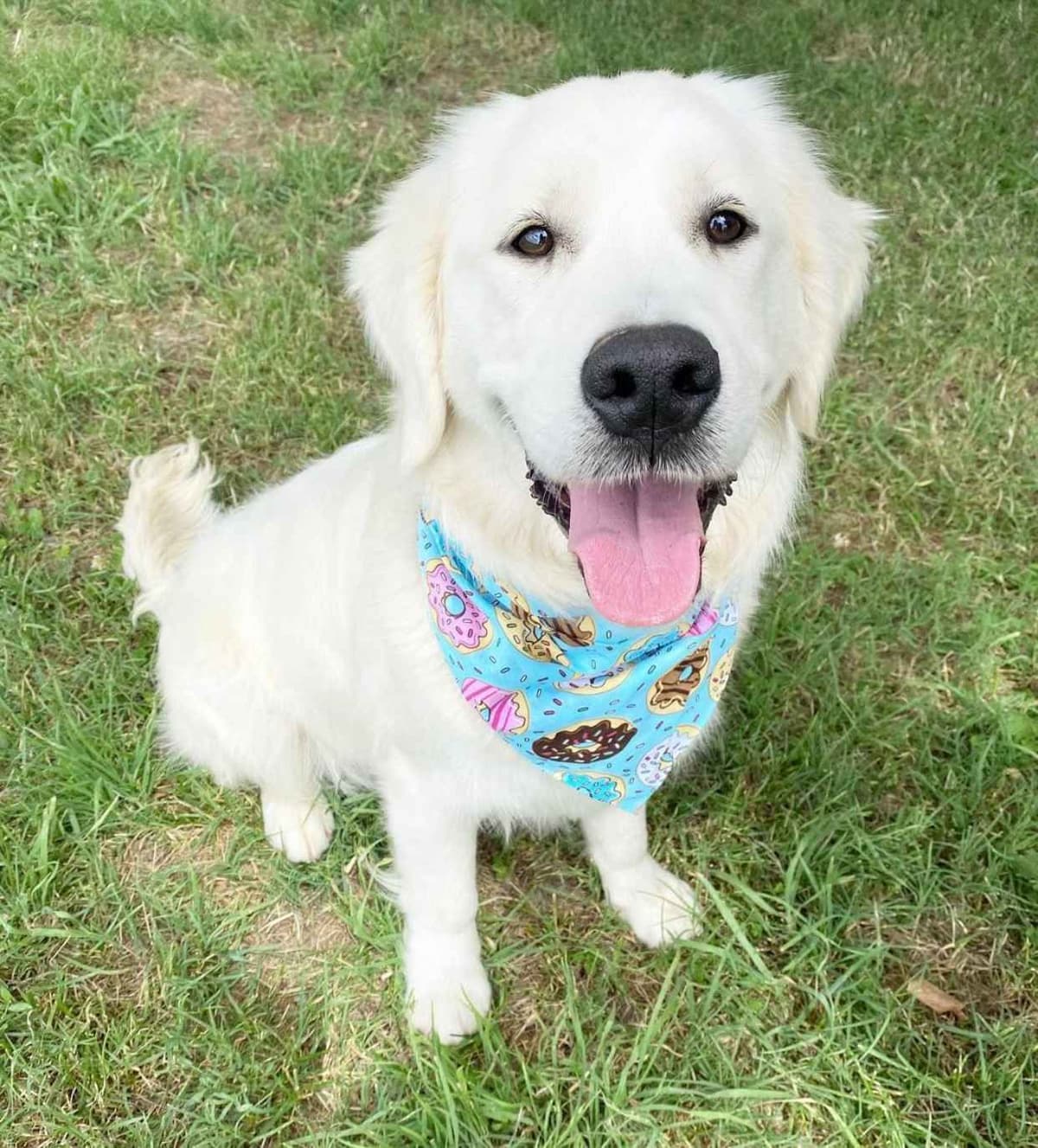 Golden Retriever Puppies breeder image 8