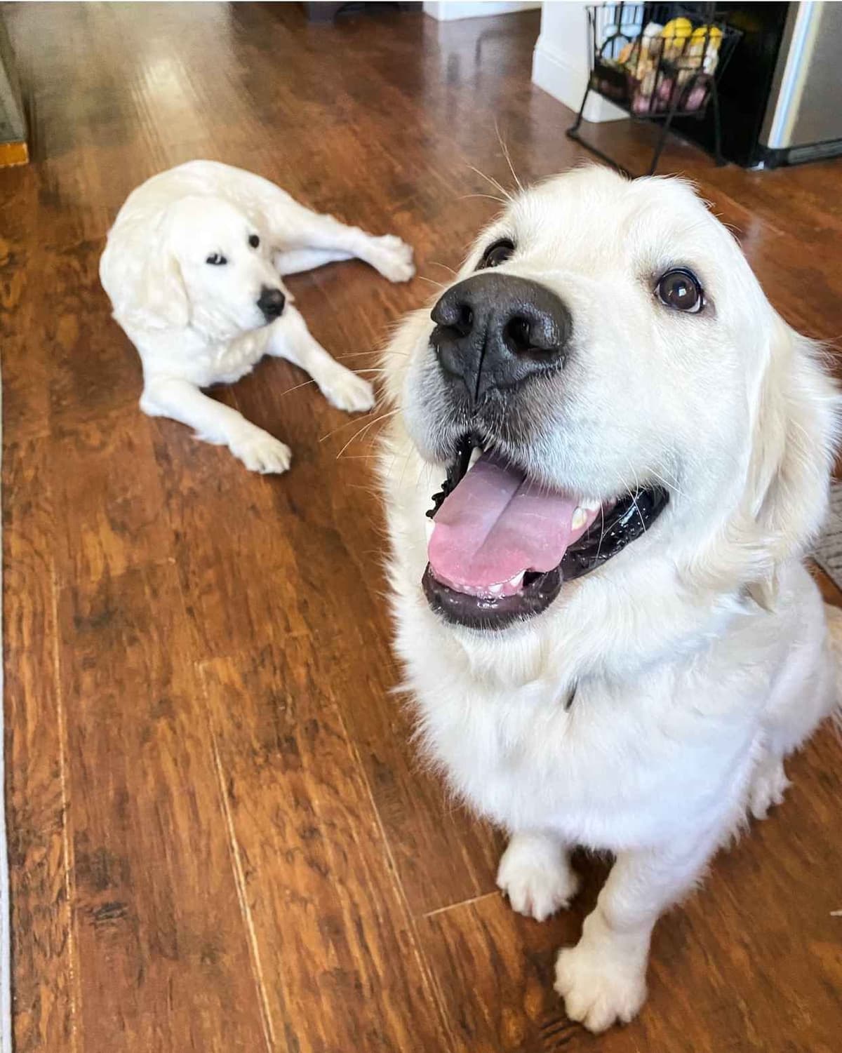 Golden Retriever Puppies breeder image 6