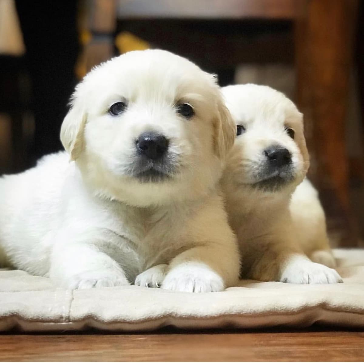 Golden Retriever Puppies breeder image 5