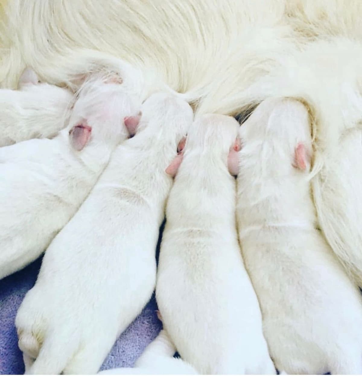 Golden Retriever Puppies breeder image 7