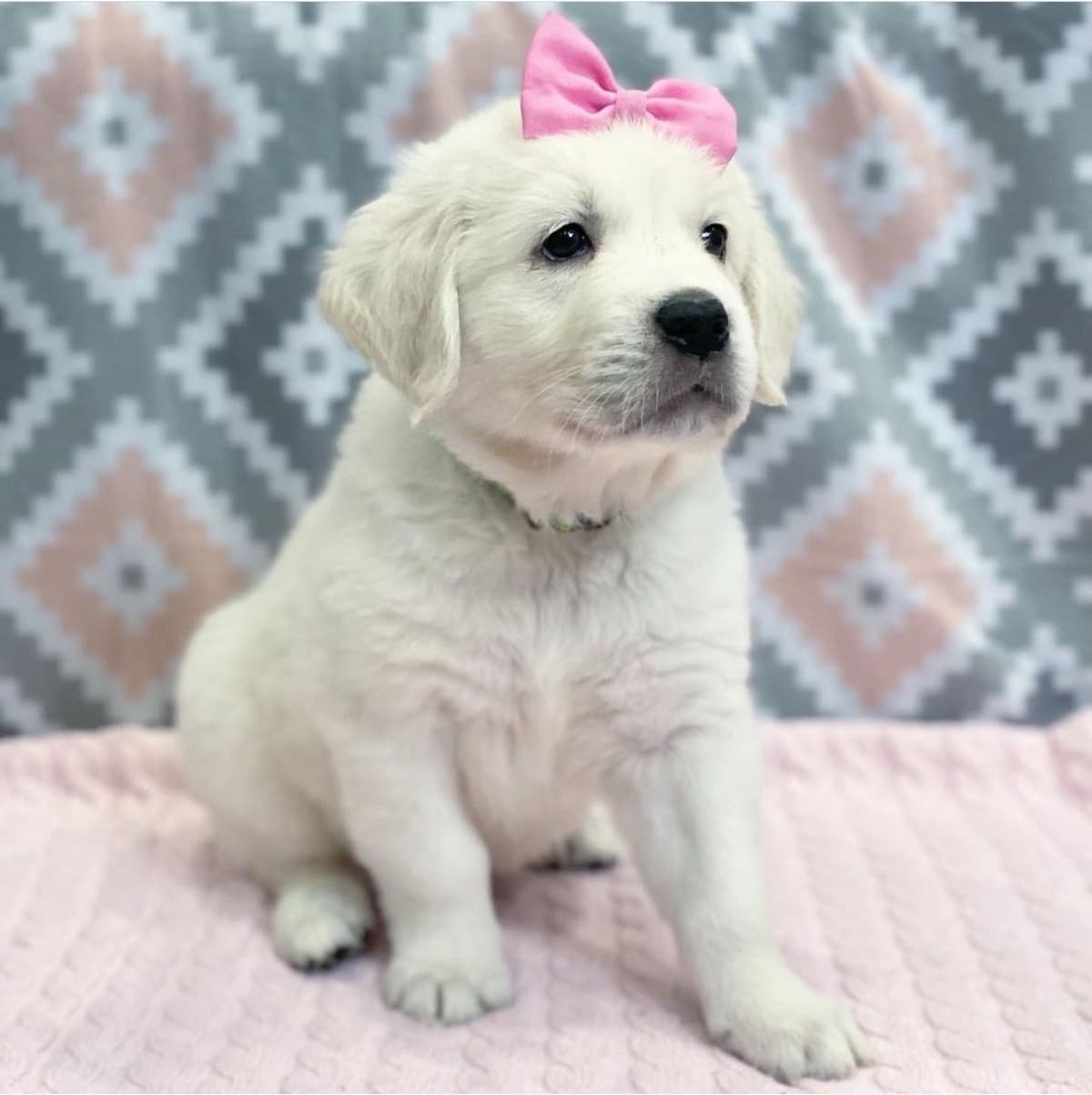 Golden Retriever Puppies breeder image 9