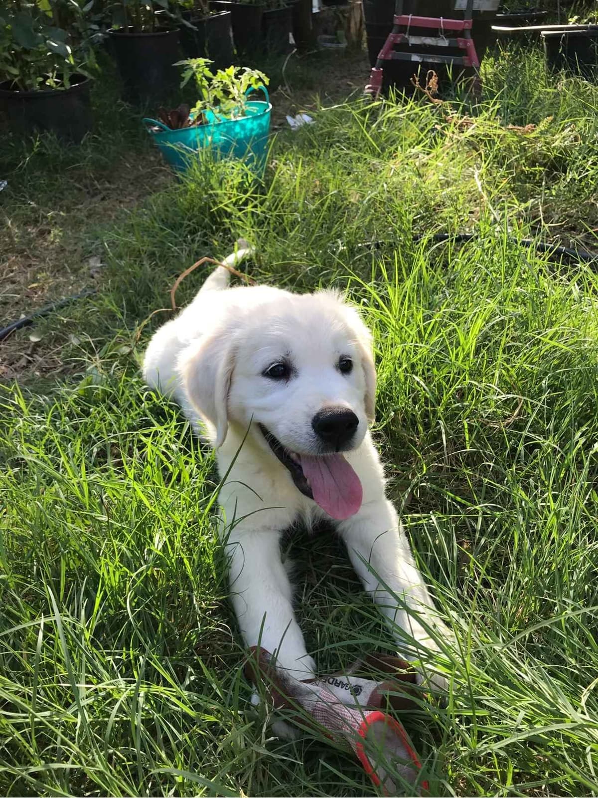 Golden Retriever Puppies breeder image 11