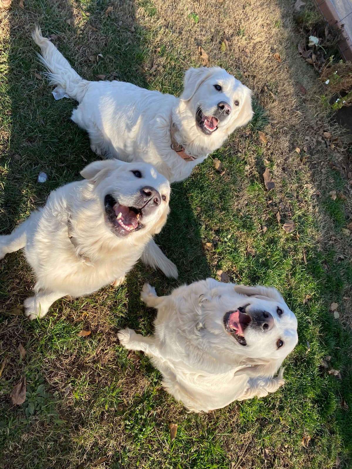 Golden Retriever Puppies breeder image 15