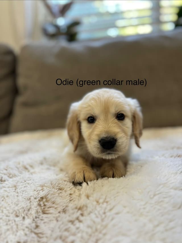 Golden Retriever Puppies media 2