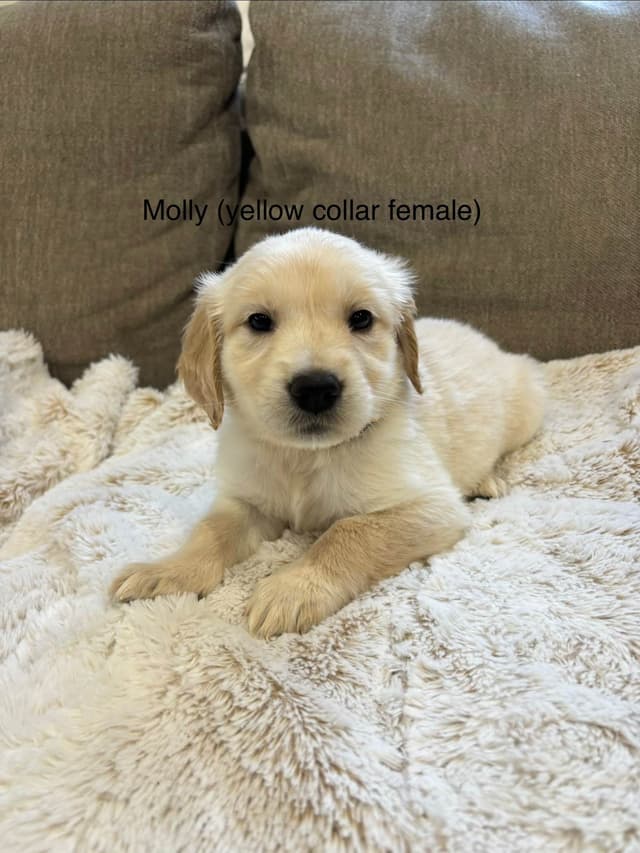 Golden Retriever Puppies media 3