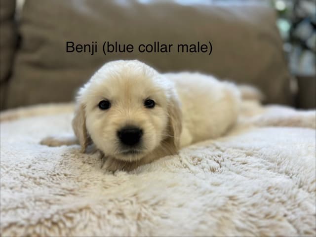 Golden Retriever Puppies media 4