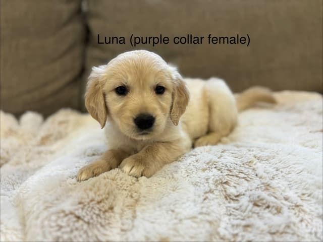 Golden Retriever Puppies media 5