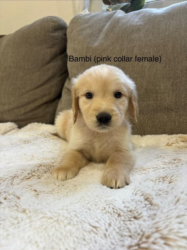 Golden Retriever Puppies media 6