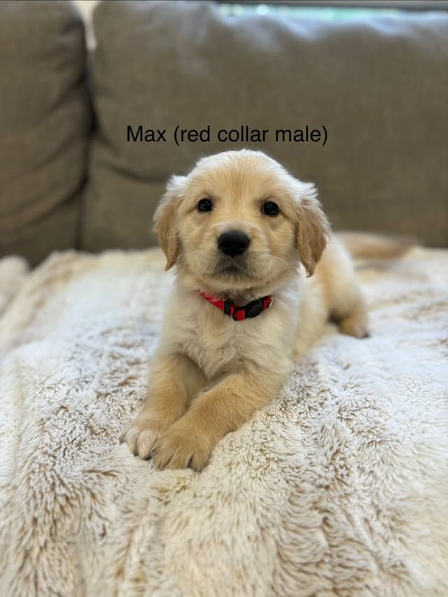Golden Retriever Puppies media 7
