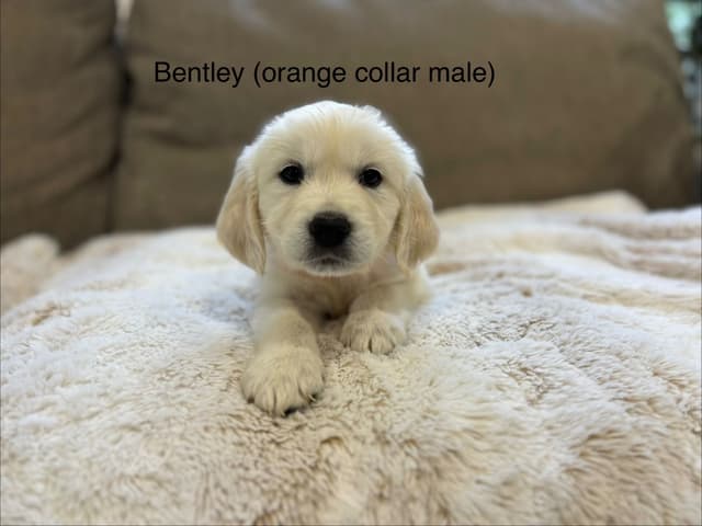Golden Retriever Puppies media 9