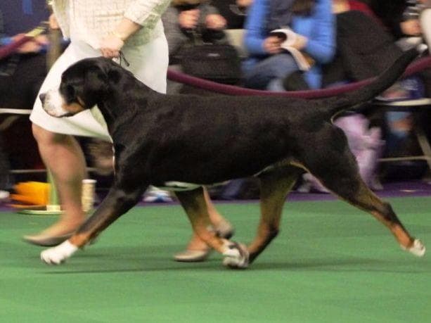 Greater Swiss Mountain Dog Puppies breeder image 1