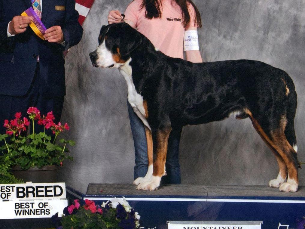 Greater Swiss Mountain Dog Puppies breeder image 5