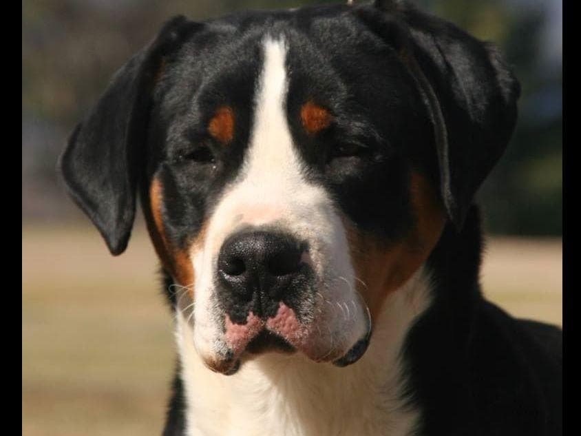 Greater Swiss Mountain Dog Puppies breeder image 6