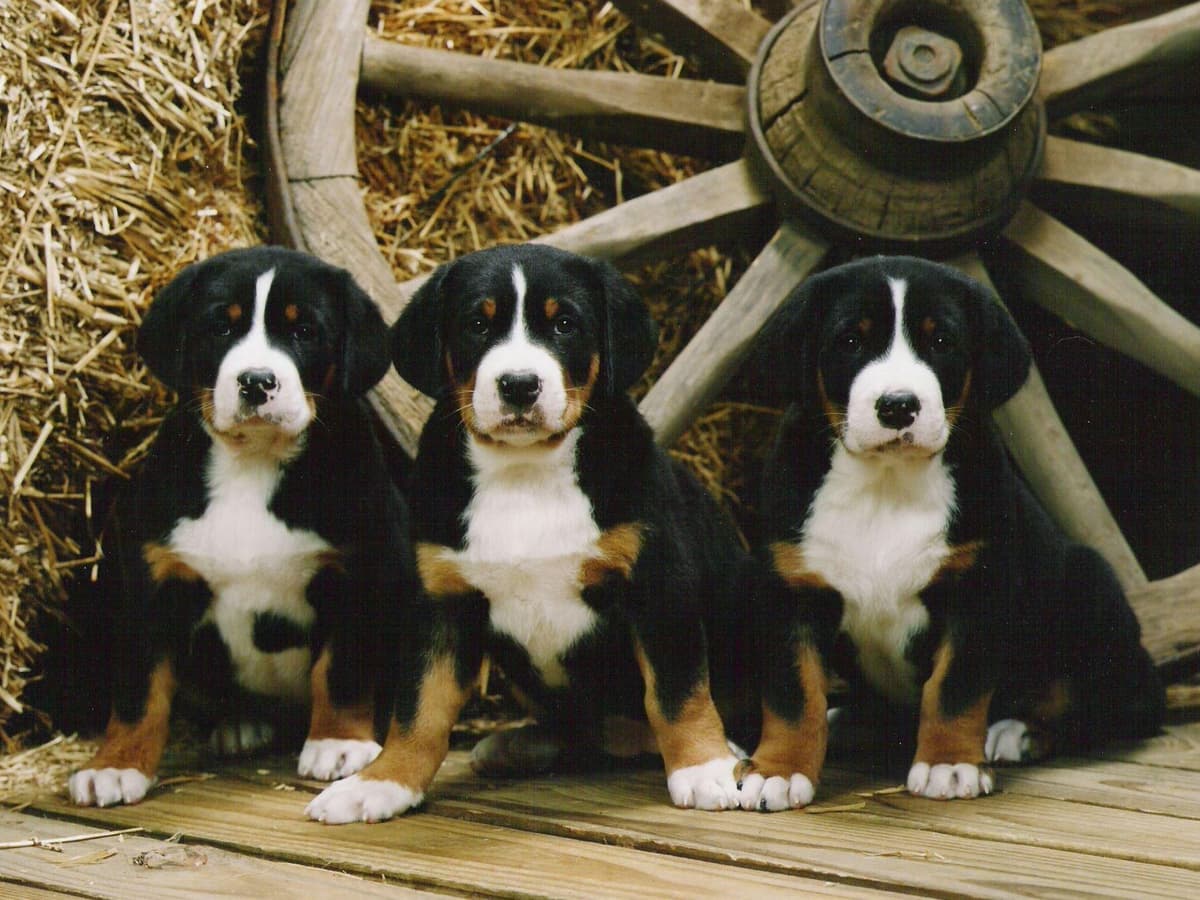 Greater Swiss Mountain Dog Puppies breeder image 3
