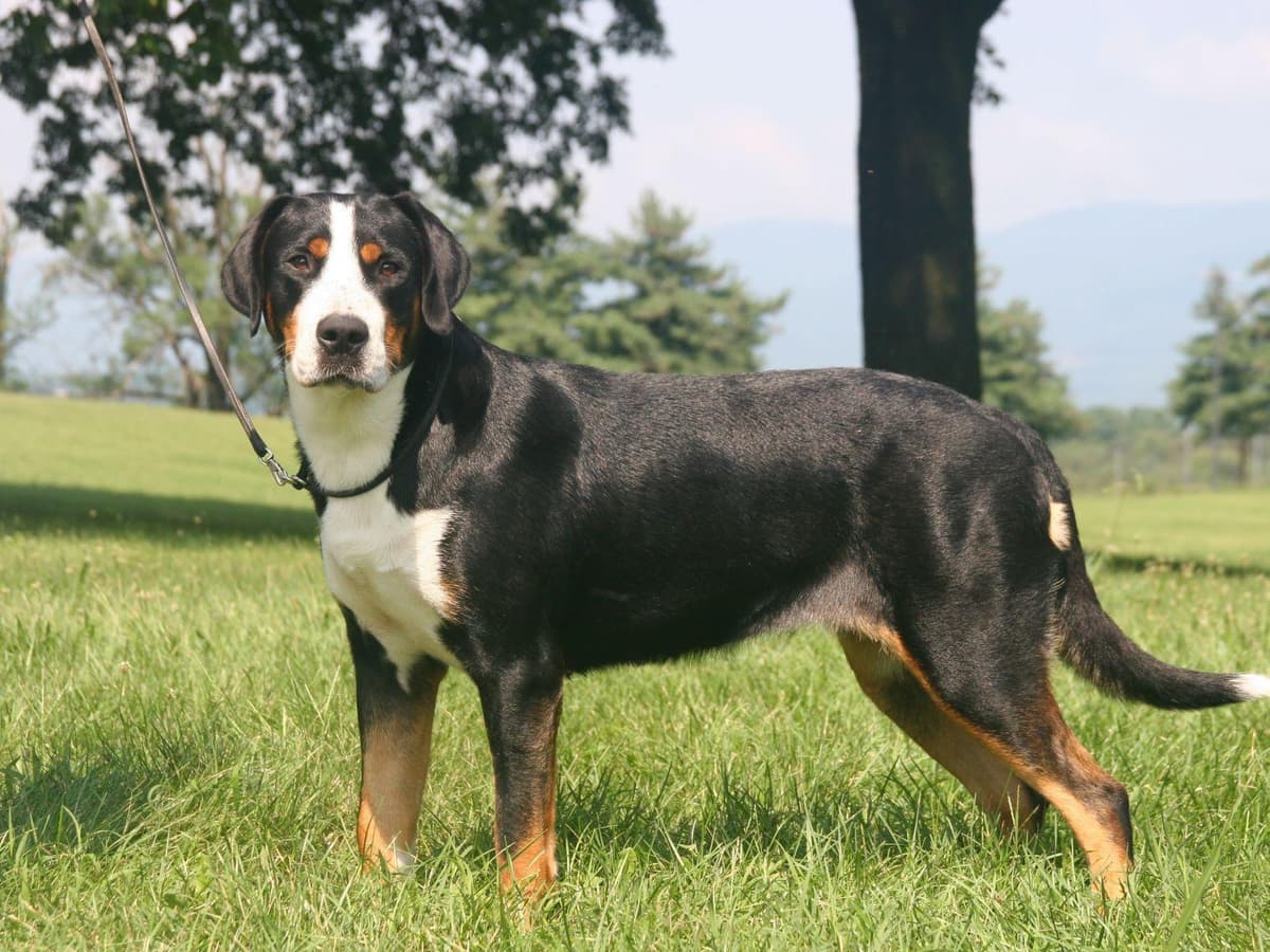 Greater Swiss Mountain Dog Puppies breeder image 2