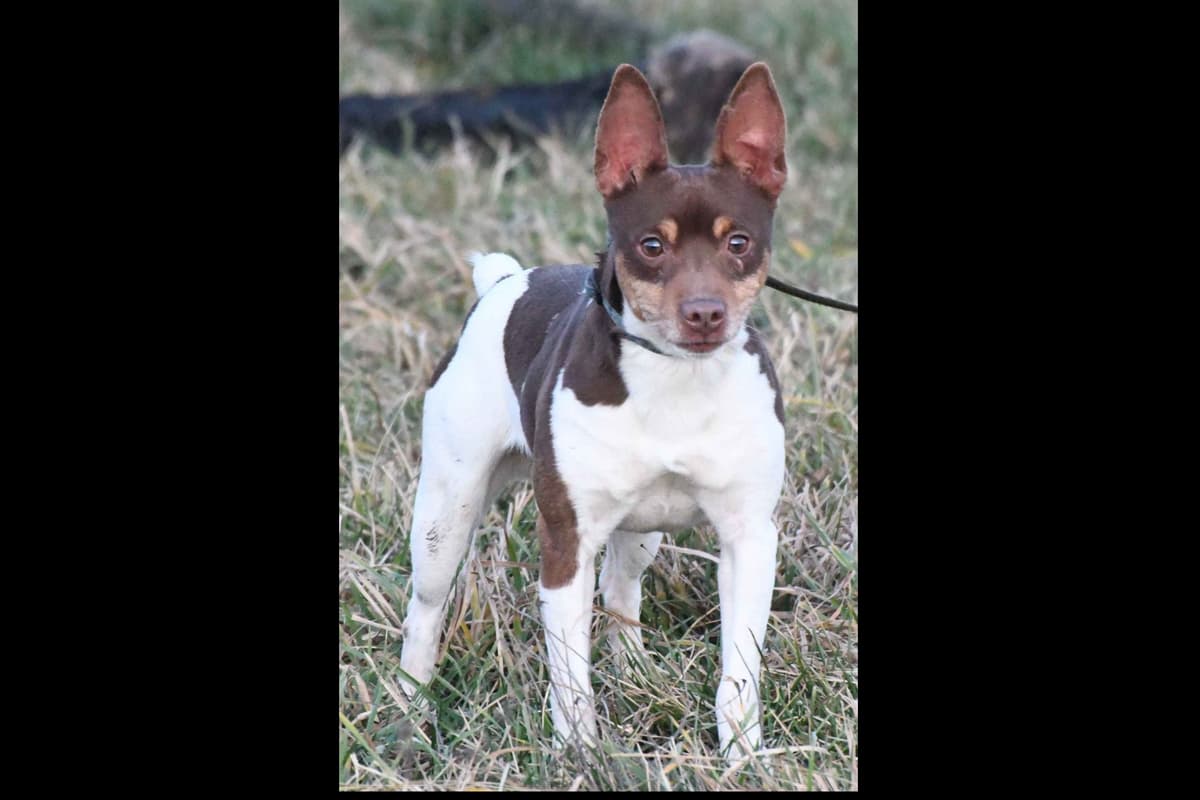 German Shorthaired Pointer Puppies breeder image 1