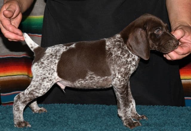 German Shorthaired Pointer Puppies media 3