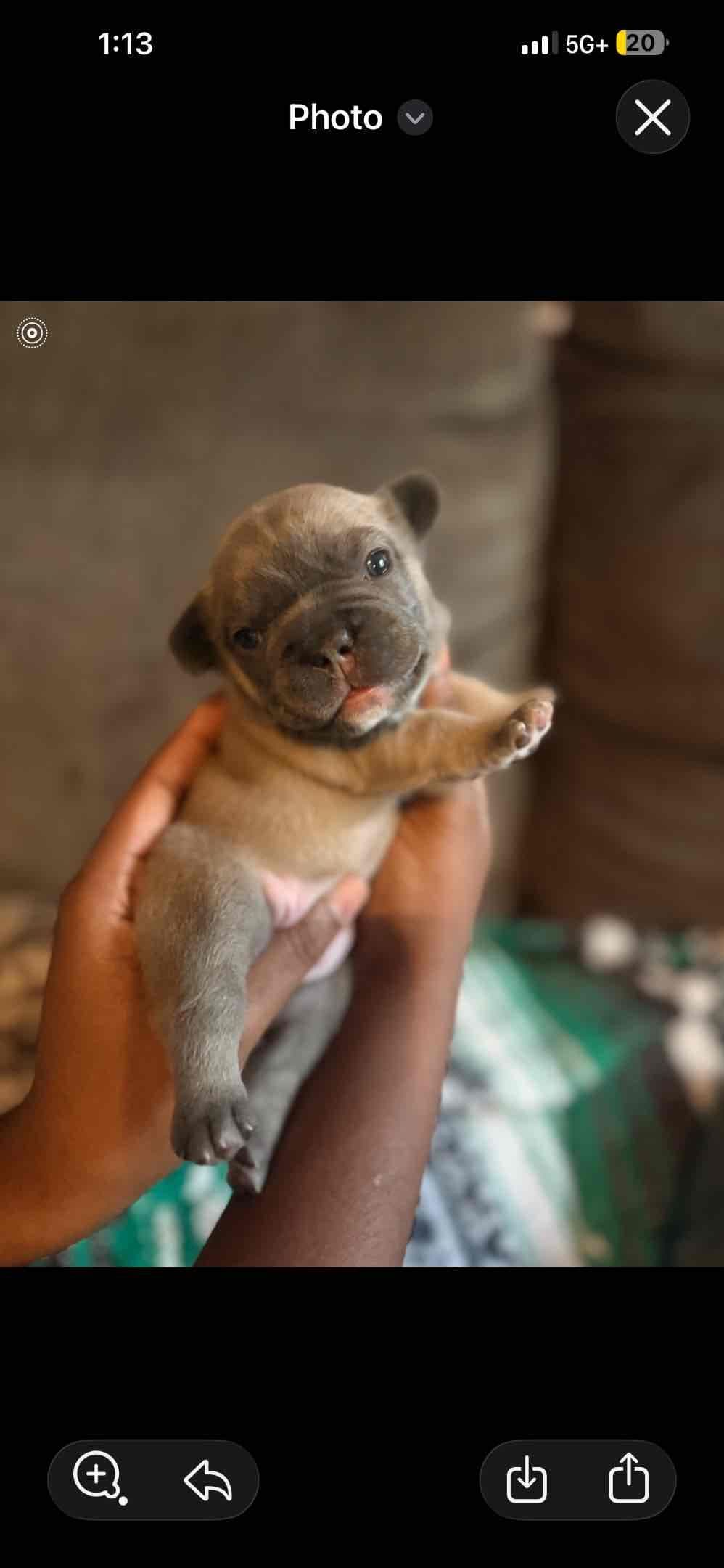 French Bulldog Puppies-Fluffy and Fluffy Carriers breeder image 2
