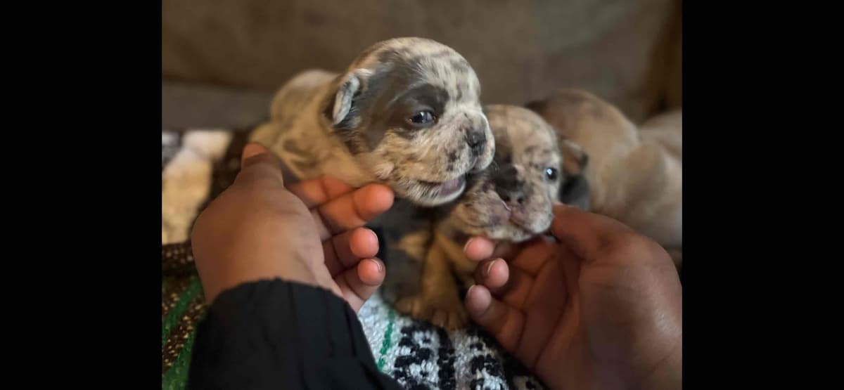 French Bulldog Puppies-Fluffy and Fluffy Carriers breeder image 1
