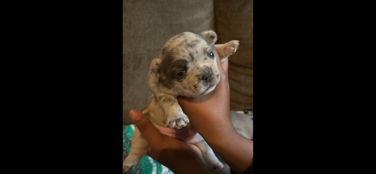 French Bulldog Puppies-Fluffy and Fluffy Carriers breeder image 3