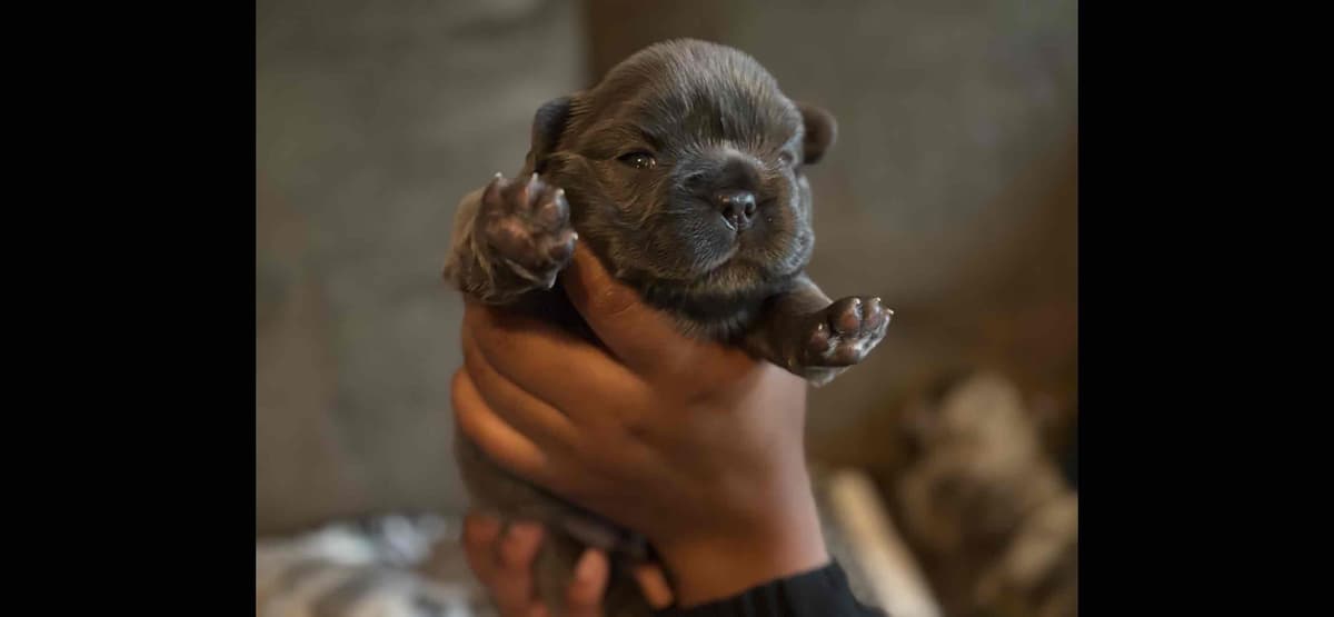 French Bulldog Puppies-Fluffy and Fluffy Carriers breeder image 4
