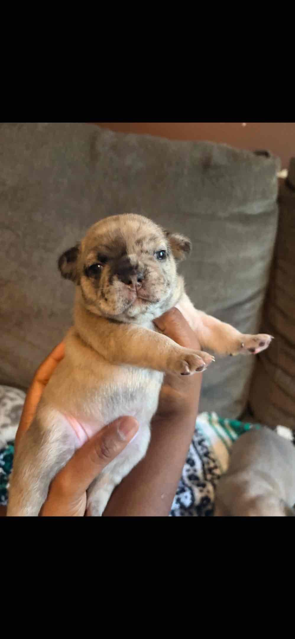 French Bulldog Puppies-Fluffy and Fluffy Carriers breeder image 5
