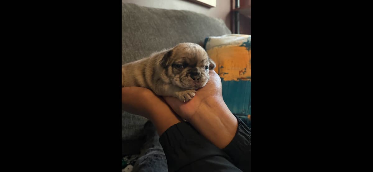 French Bulldog Puppies-Fluffy and Fluffy Carriers breeder image 7