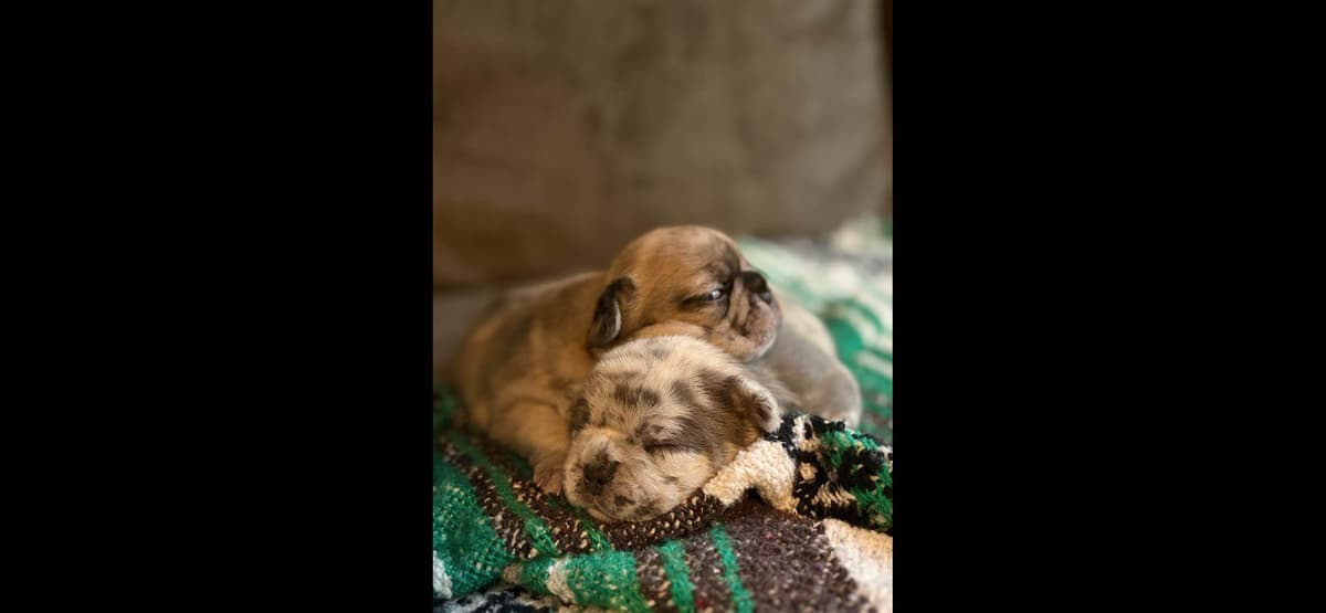 French Bulldog Puppies-Fluffy and Fluffy Carriers breeder image 9