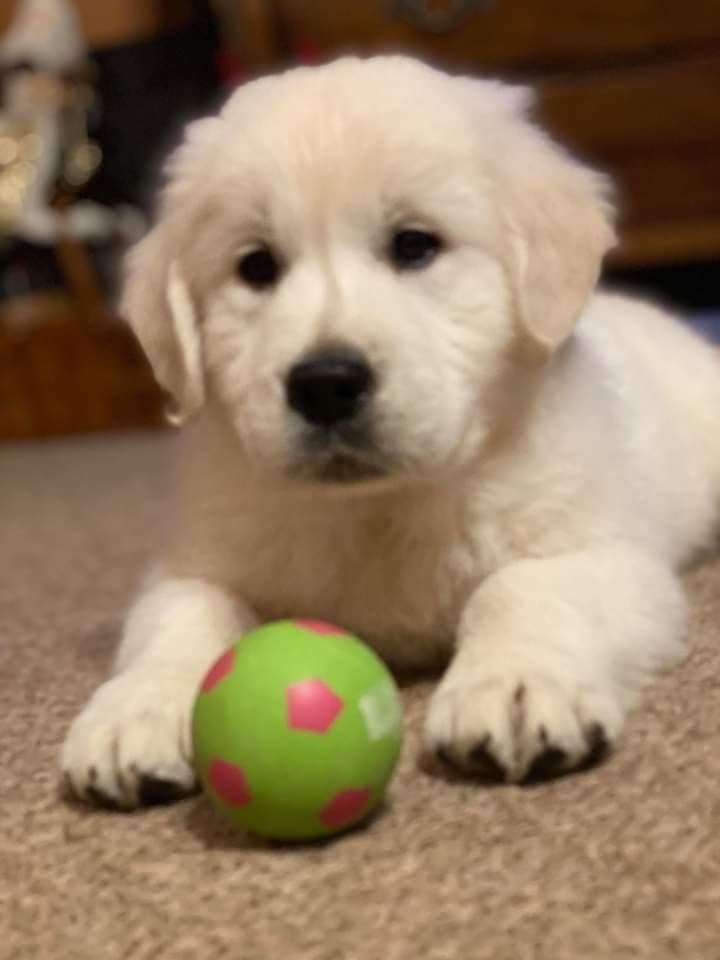 Golden Retriever Puppies breeder image 2