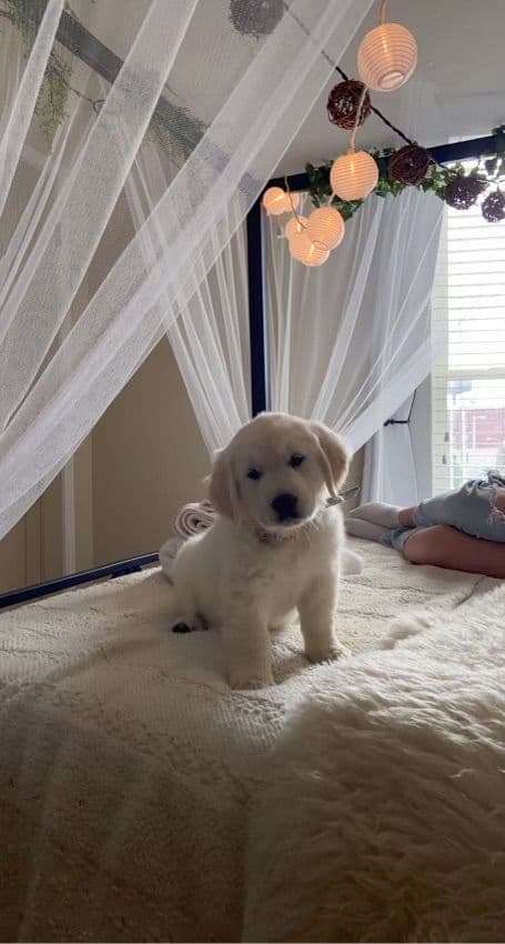 Golden Retriever Puppies breeder image 3