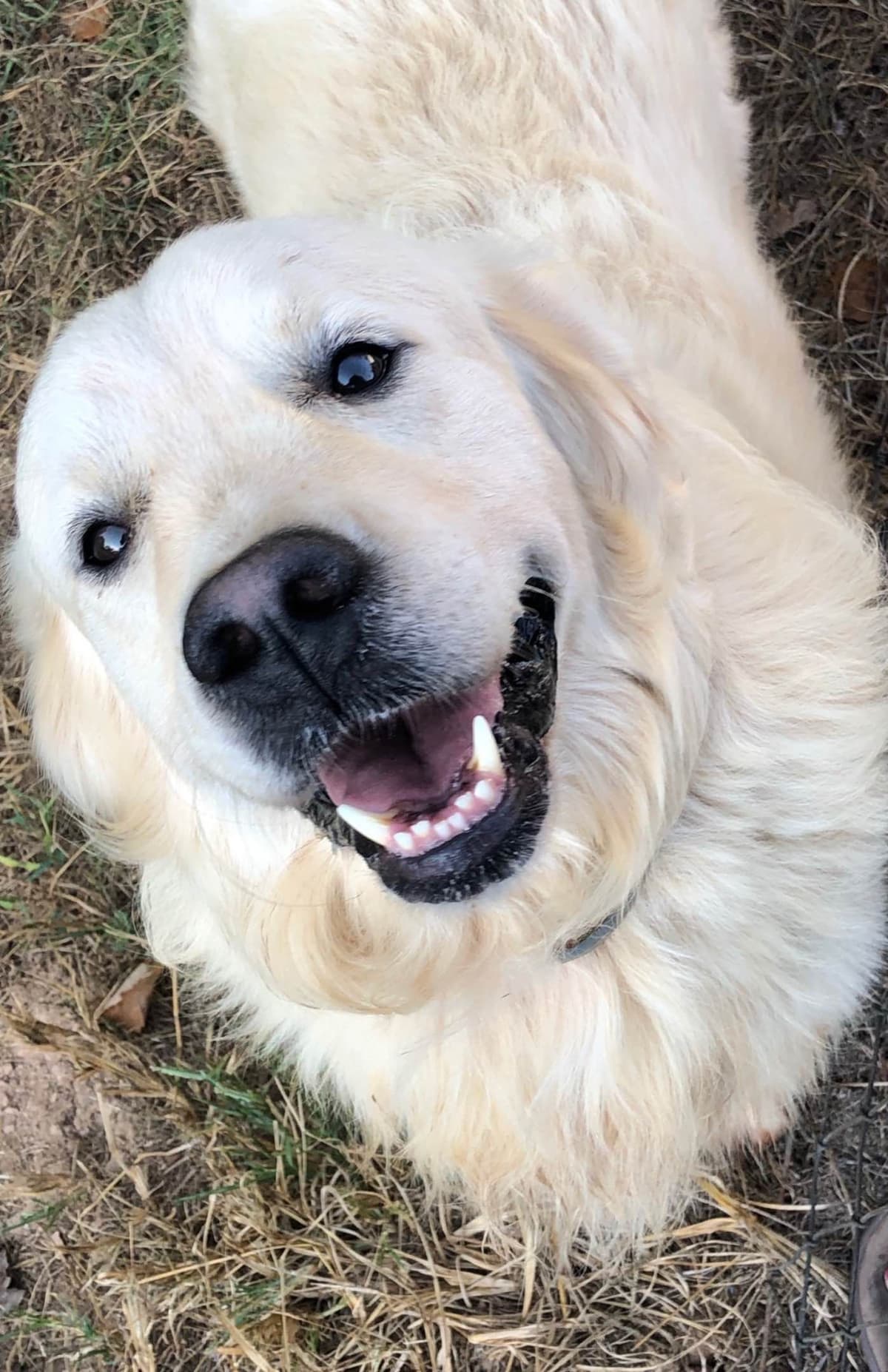 Golden Retriever Puppies breeder image 5